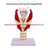 Anatomical Human Throat Model: Throat Muscles, Laryngeal Cartilage, Cavity, Vessels, and Thyroid Gland for Otolaryngology.