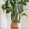 Monstera Pole Coir Totem Plant Climbing Pole Monstera Stake Sturdy Structure Gardening Cocoanut Stick Indoor Trellis for Pothos