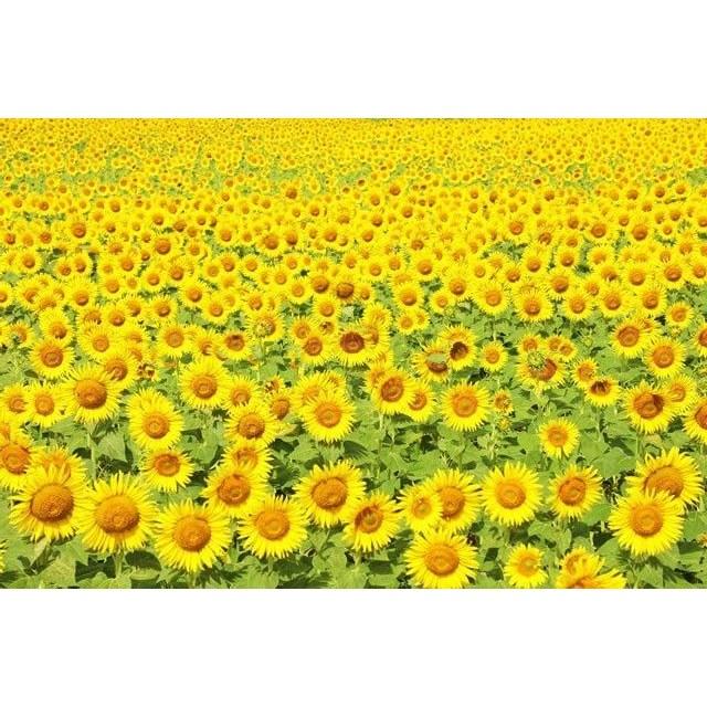 Postcard Japanese Scenery AIR Hokkaido Sunflower Field Photography YOSHIO IWASAWA