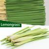 Bamboo Citronella Lemongrass Aromatherapy Sticks – 20/59/200 Pack