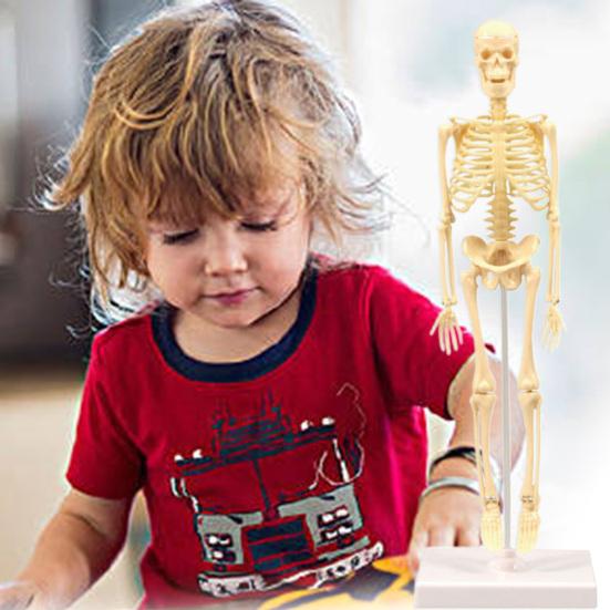Skelettmodell Praktische Fähigkeit Glatter Kunststoff Biologie Wissenschaft Lernset für