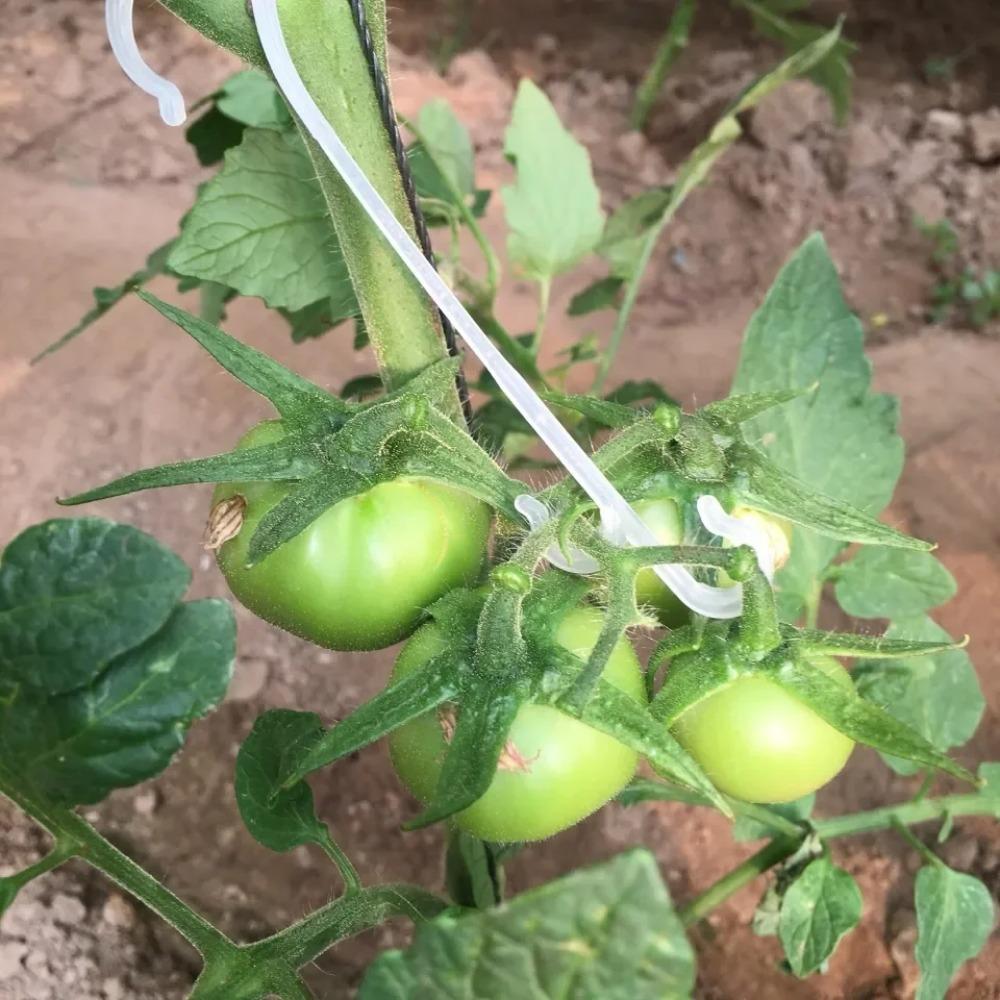 50 KS 13/16cm Háček na rajčata Mřížovina Pevné přezky Háčky Opakovaně použitelné Klipy na upevnění vinné révy