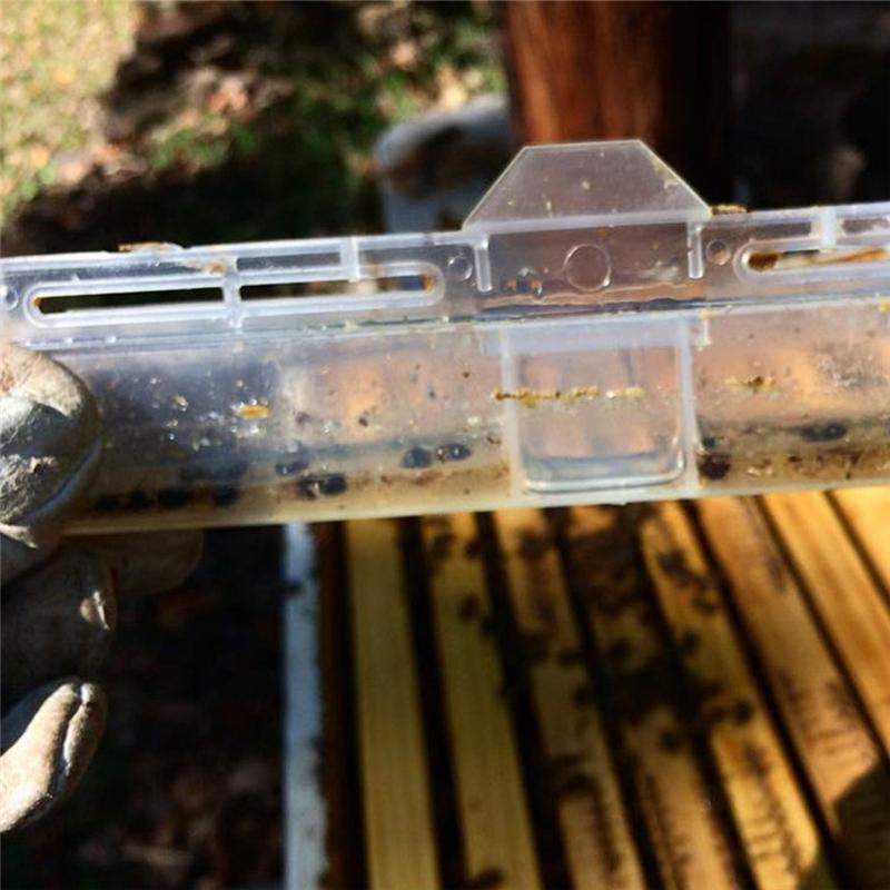 

12 шт. Ловушка для ульевых жуков, Ловушки для ульевых жуков для пчелиных ульев, Инструменты для пчеловодства, Пчеловодческие принадлежности белый