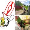 Papagei Anti-Biss Tigerhaut Wellensittich Leine - Vogel Lauf- & Trainingsseil