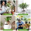 4 Pcs Plant Watering Devices 19 Oz Self Watering Globes For Plants | Water Globes Bulbs Plant Watering Globes For Indoor Outdoor