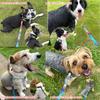 DogGarden Waterproof Collar Lead Set Fits Necks Suitable for All Small Lightweight & (Small), 24-36cm, 1.5cm Wide, Dogs, PVC, Pool, Tie-Dye