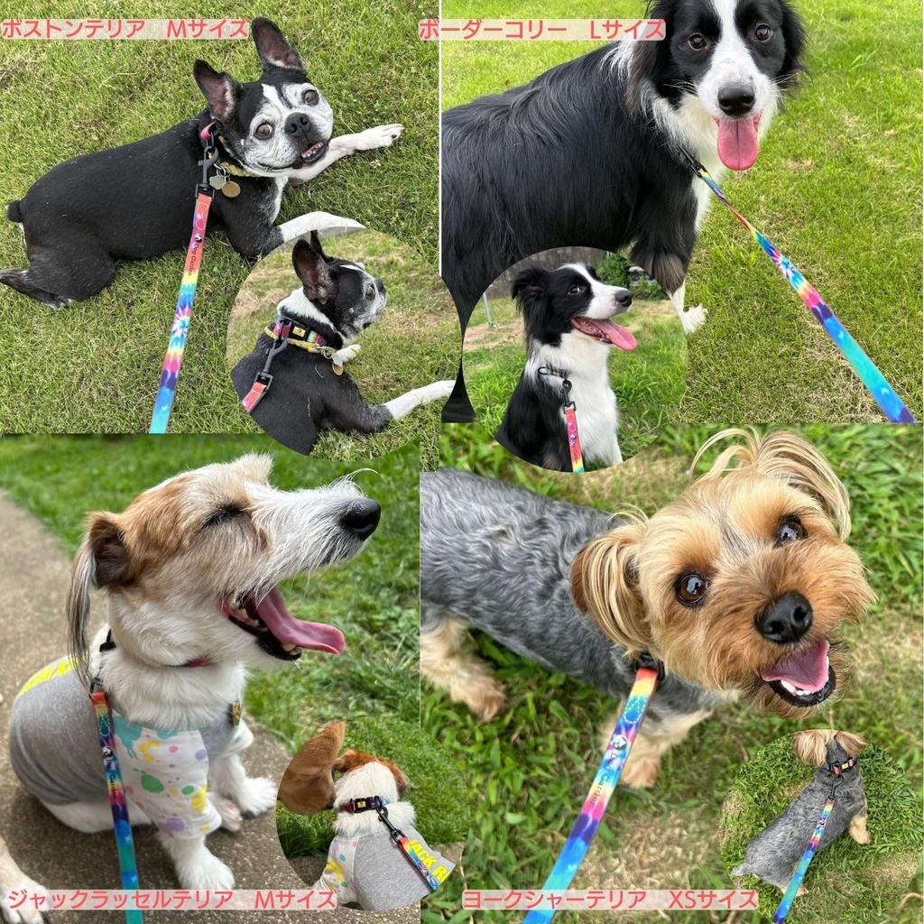 DogGarden Waterproof Collar Lead Set Fits Necks Suitable for All Small Lightweight & (Small), 24-36cm, 1.5cm Wide, Dogs, PVC, Pool, Tie-Dye