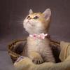 Cute Pet Collar, HANSHILAI Pink Lace Bow Beads Cat Collar, Bell Pet Collar, Flower Soft Adjustable Cat Collar (Color4)