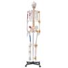 Human Skeleton Model for Anatomy, 71.65" Life Size, Accurate PVC Anatomy Skeleton Model with Ligaments, Movable Arms, Legs & Jaw, with Muscle Origin &