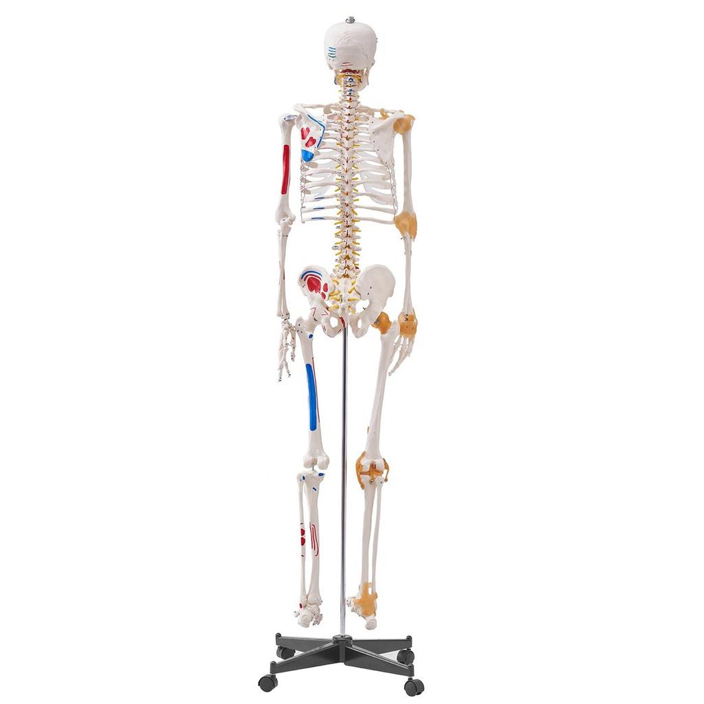 Human Skeleton Model for Anatomy, 71.65" Life Size, Accurate PVC Anatomy Skeleton Model with Ligaments, Movable Arms, Legs & Jaw, with Muscle Origin &