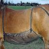 Beschermhoes Paard Buik Buiten Net Kleed Vlieg Comfortabel Verstelbaar Anti-kras Bijt Anti-mos