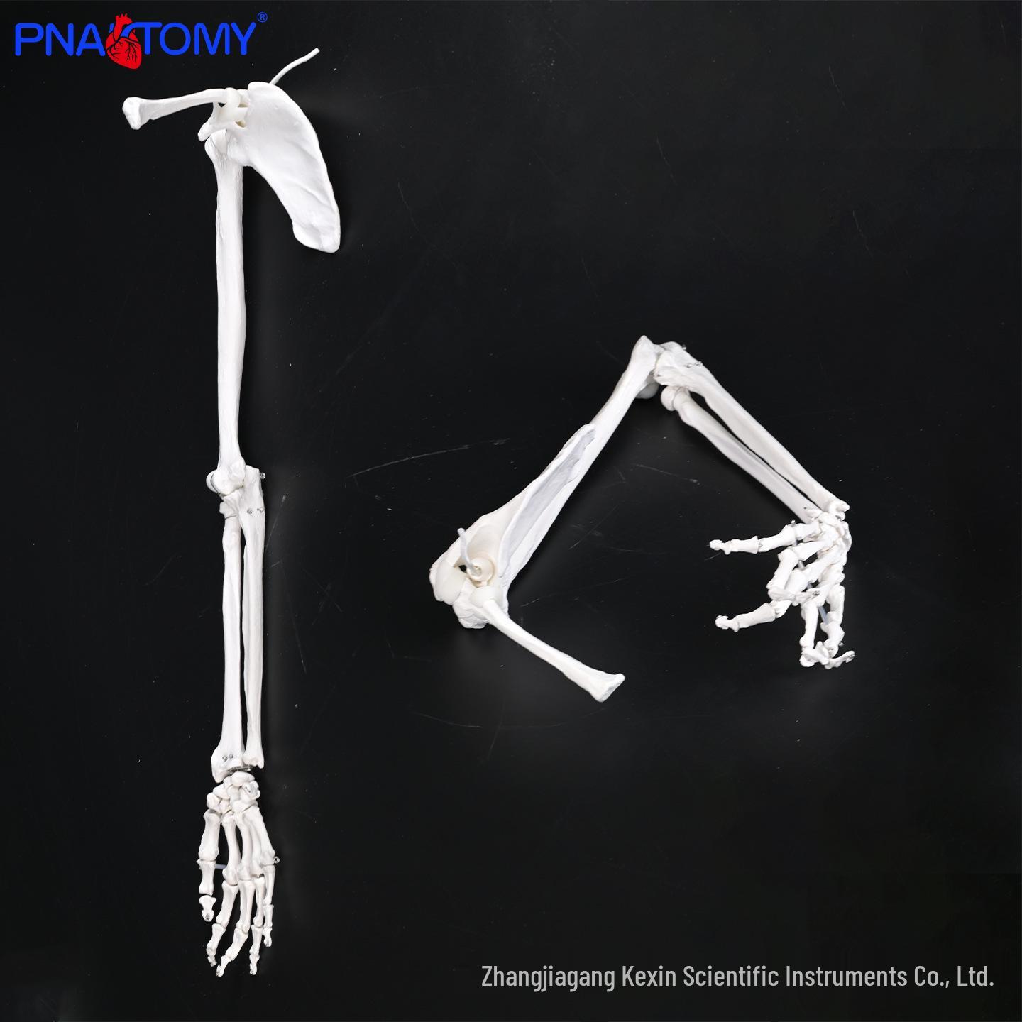 Right Upper Limb Anatomical Model: Scapula, Clavicle, Humerus, Radius, Ulna for Orthopedic Teaching and Training PNT-0170