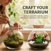 Glass Terrarium Jar with Cork Lid, 6x6.3 Inch Closed Terrarium for Succulent Moss and Fern DIY Miniature Desktop Garden for Home