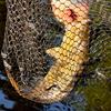 HERCULES Replacement Rubber Landing Net for Fishing Replacement Rubber Net