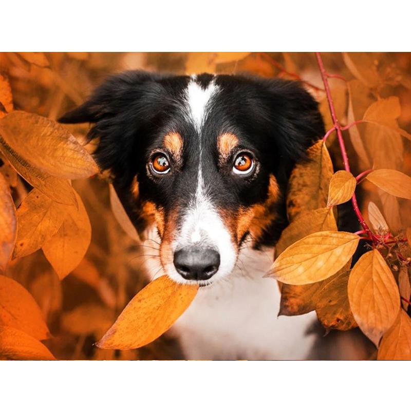 5D Diy voller runder quadratischer Diamantmalerei Tierhund Diamantstickerei Herbst Ahornblatt Wanddekoration Home Art