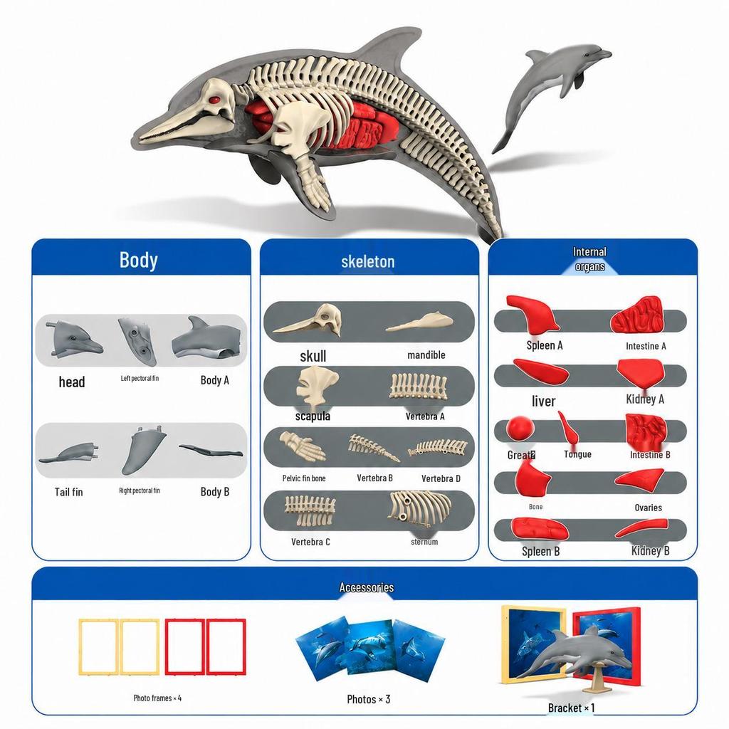 DIY 3D Dinosaur Skeleton Model: Tyrannosaurus & Triceratops