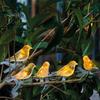 Solar String Lights for Yard Bird Lights, Outdoor Waterproof Garden Light, Warm Patio Glow LED Light Balcony Lawn Decor