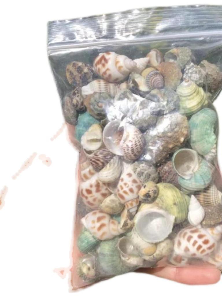 Natural Conch Seashells for Hermit Crabs - Free Shipping, Aquarium Decorations, Water Hardness Regulator