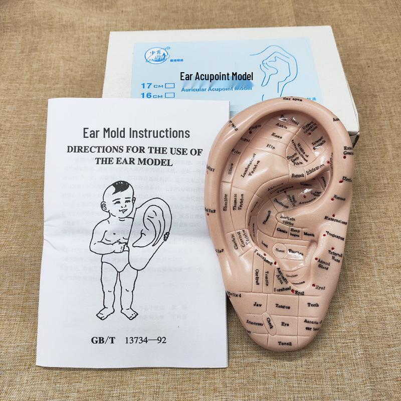 17cm Reflex Zone Ear Acupoint Model with English Meridian Markings
