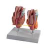 W89C Anatomical Auditory Organ Model with Removable Parts, for Lecture Report