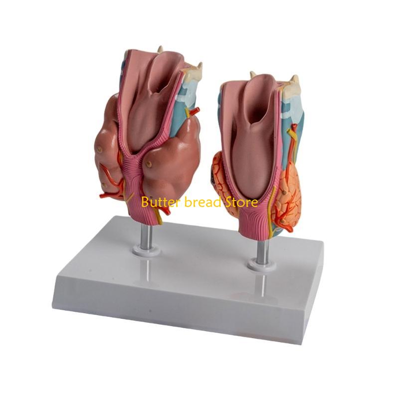 W89C Anatomical Auditory Organ Model with Removable Parts, for Lecture Report