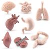 Children'S Simulated Science And Education Cognitive Toys, Brain, Stomach, Heart, Liver, Lungs, Static Ornaments Of Human Organs