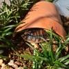 Ceramic Turtle Dodge Cave Breathable Decorative Fish Shrimps Shelter House Climbing Hill Landscaping Crab Safe House Fish Tank