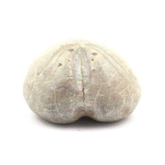 Pierres et Minéraux. Oursin Fossile, Toxaster Amplus. 132.75 ct. Claix, Isère, France.