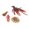 4 Pcs Lobster Life Cycle Model Set Realistic Learning Toys Growth Stage Lifelike Lobster for Home