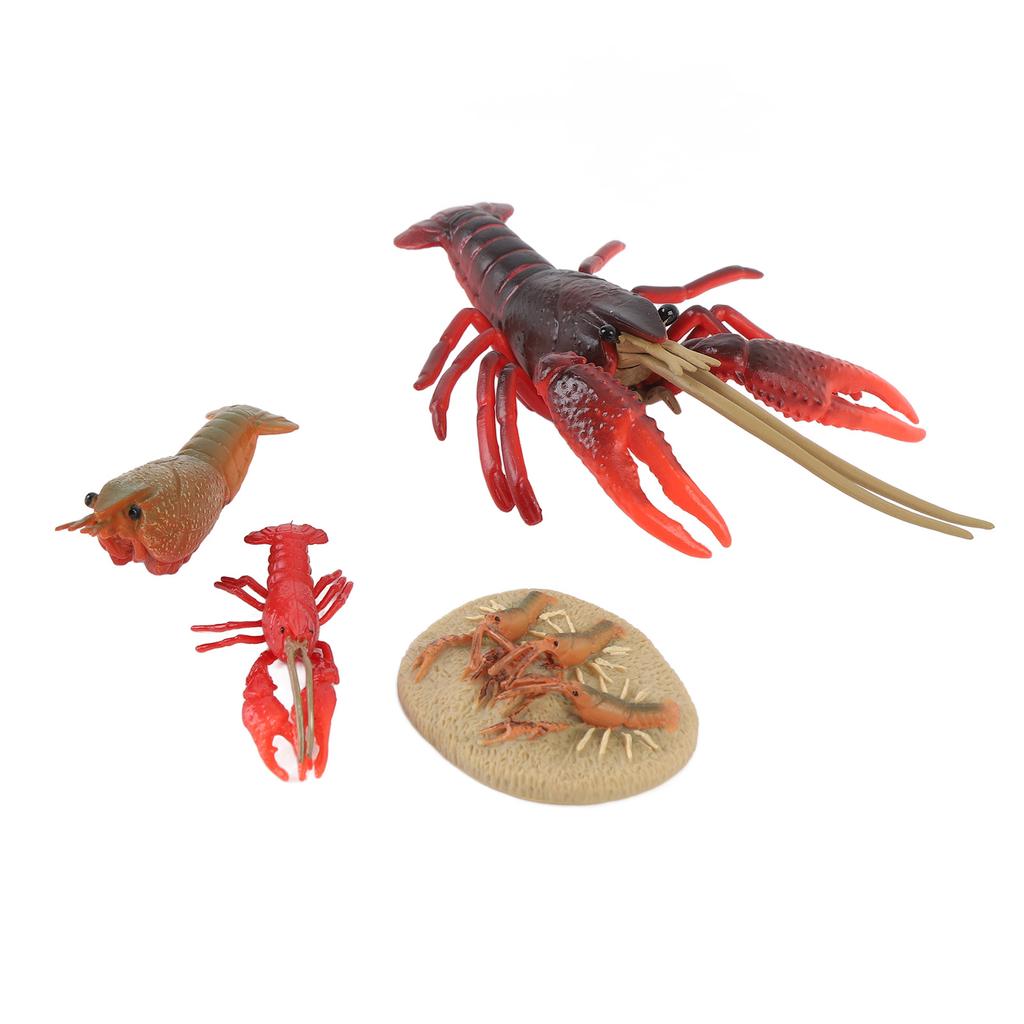 4 Pcs Lobster Life Cycle Model Set Realistic Learning Toys Growth Stage Lifelike Lobster for Home