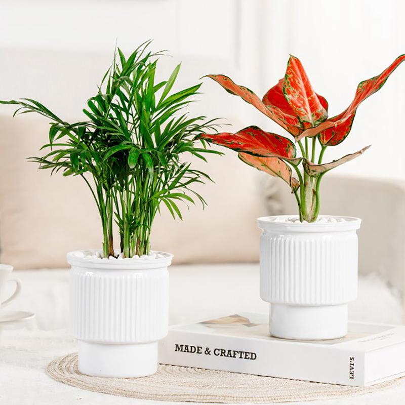 Mini Self Watering Flower Pot Fish Tank Transparent Plastic Plant Pots Self Watering Planter Pot Vase For Home Decoration