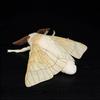 Soft Silkworm Moth Plush Toy Cute Simulated Insect Animal Exquisite Fuzzy Winged Bug Decorative Ornament Kids Gift Home Decor