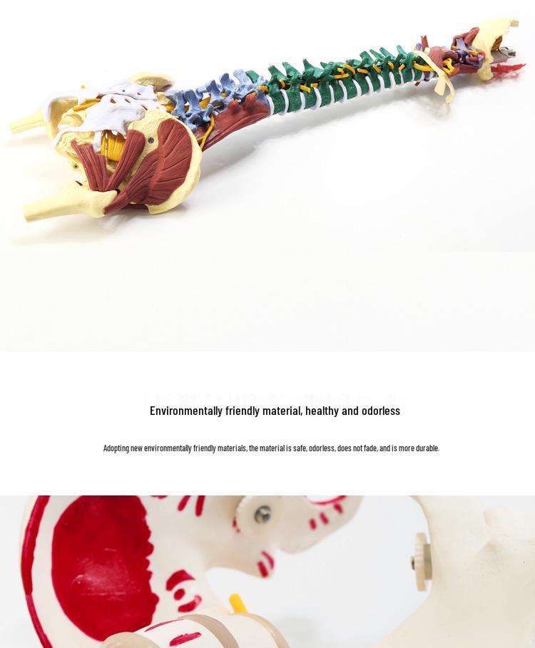 Adult 1:1 Human Spine Model for Chiropractic Practice - Cervical, Lumbar, and Skeleton Display