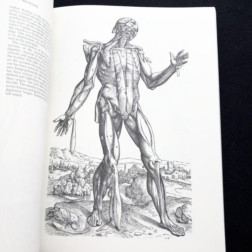 [USED] Andreas Vesalius Anatomical Illustrations, Illustrations from "Vesalius