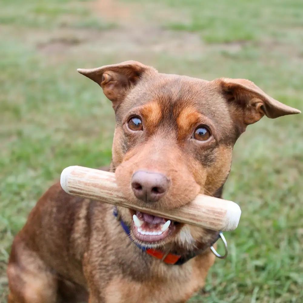 4DOGS Cinnamon Tree Chew Size L