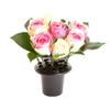 2/4Pcs Plastic Grave Vase Insert Memorial Flower Gravestones Holder with Lid
