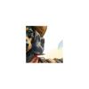 Cowboy Dachshund Full 11CT 3 Strands DIY Stamped Embroidery Needlepoint Starter Kits for Adults Home Decor 15.60x15.60In
