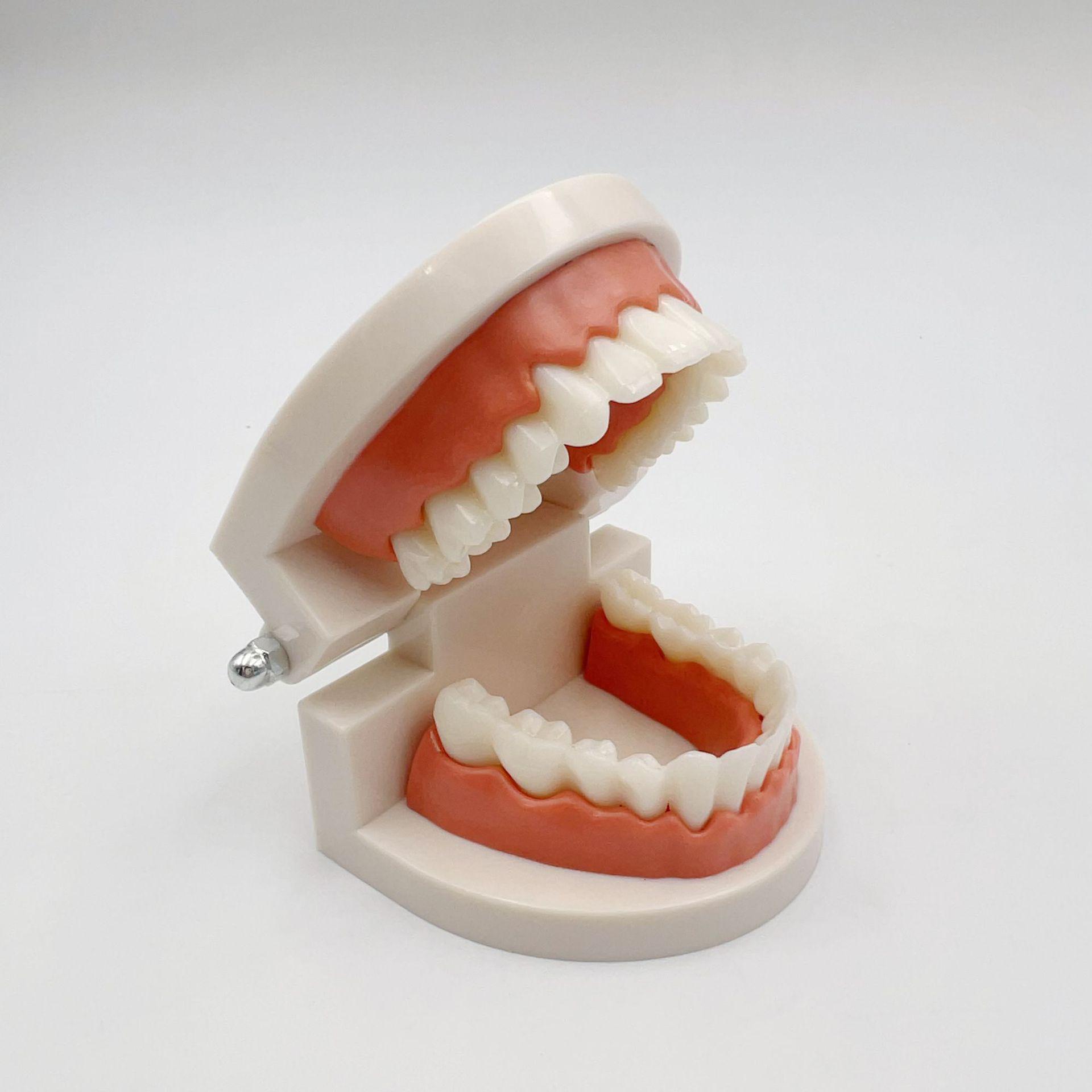 Detachable Dental Practice Denture & Oral Cavity Model