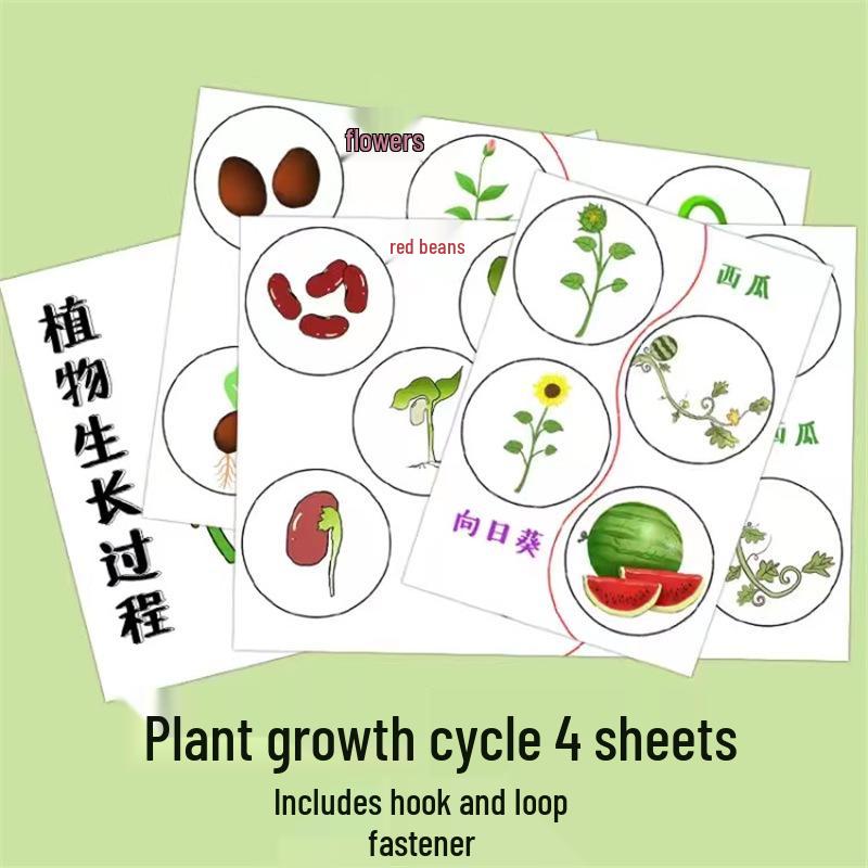 

Научные материалы для детского сада ручной работы: Игровые и учебные пособия по пищевой цепи для старших и средних классов