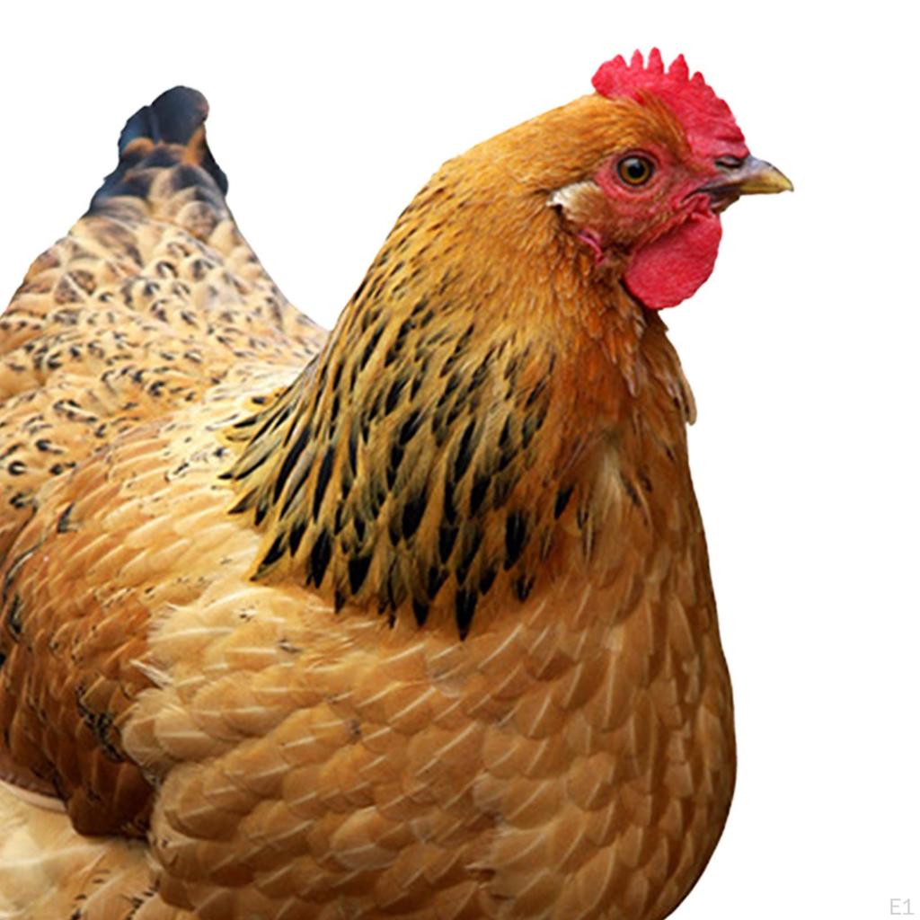 Kurczak dekoracyjny ogrodowy palik zwierzęcy zabawny kura akrylowy dekoracja ogrodowa ozdoba na ścieżkę,