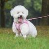Reflective Pet Vest Style Harness Breathable Pet Chest Strap Dog Harness Leash Set  Chihuahua