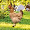 2Pcs Garden Stakes Acrylic Rooster Sculpture Hand-Painted Garden Figures Hen Garden Stakes Decorative Chicken Sculpture for Outdoor Lawn