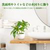 XiaZ Artificial Plants Set Qualified Invoice Mini Potted Tabletop No No Care Perfect for and other and Monstera (Fake Greenery) 3-Piece - Available.