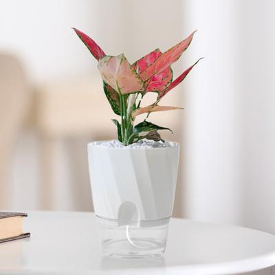 Automatic Water Absorption Planter Flower Pot Gardening Outdoor Windowsill Multipurpose Indoor