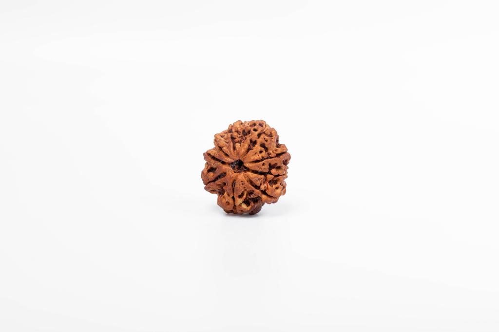 Natural 9 Mukhi Rudraksha Bead – Nepali Origin | Powerful Bead for Durga Blessings, Fear Removal, Vitality & Energy Shield | Organic & Lab Certified