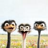 Funny Ostrich Head Window Ostriches Waterproof for Car Glass Static Decal Sticker Cartoon Door Wall Window