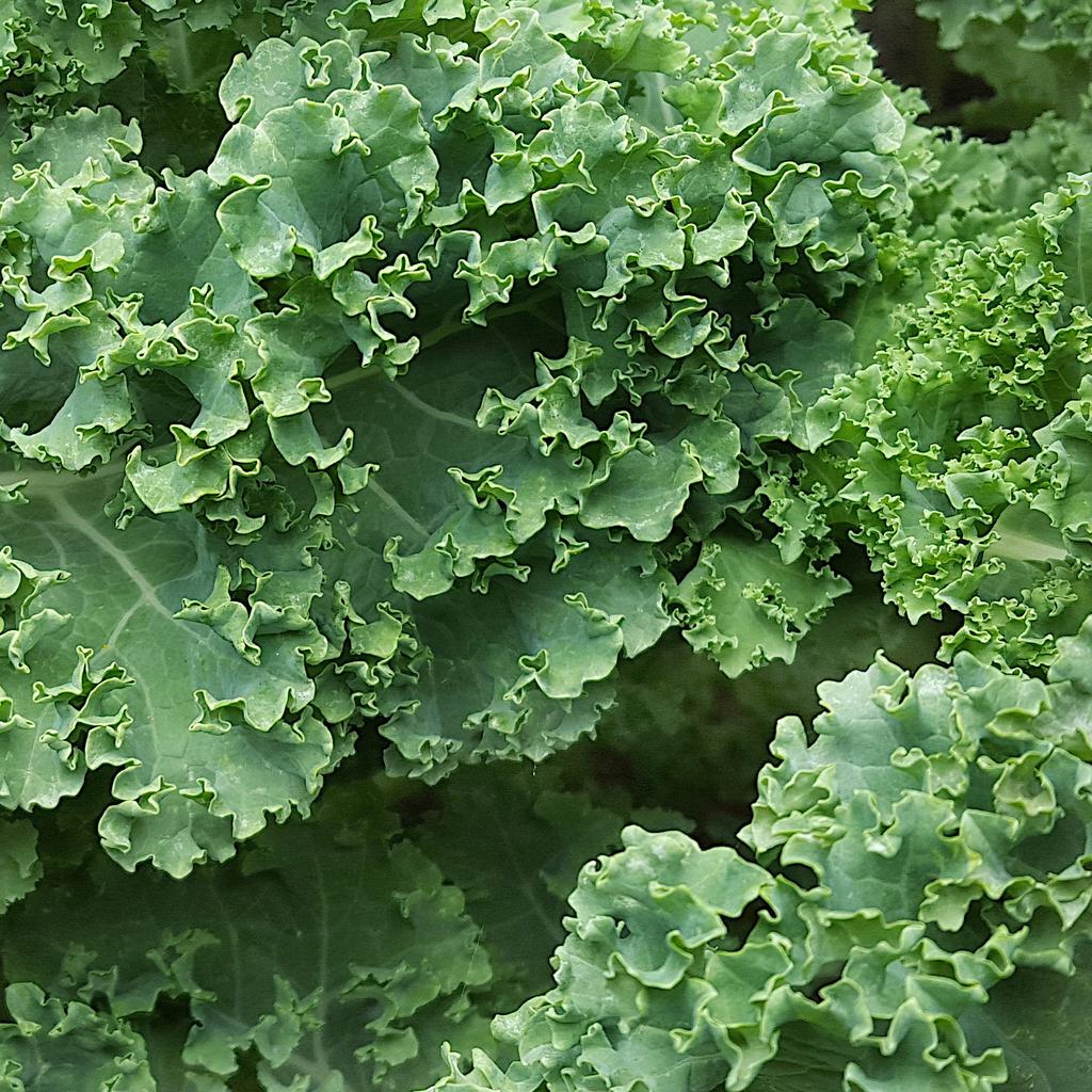 Juice Paradise Set med frön / 9 sorter av grönsaksfrön / Icke GMO / Ekologiskt