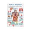 16Pcs Human Anatomy Poster Human Organs Brain Liver Heart Anatomy Poster Medical Classroom Office Room Home Aesthetic Decoration