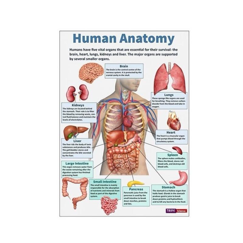 16Pcs Human Anatomy Poster Human Organs Brain Liver Heart Anatomy Poster Medical Classroom Office Room Home Aesthetic Decoration
