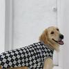 BARKDOG High Teen Argyle Vest